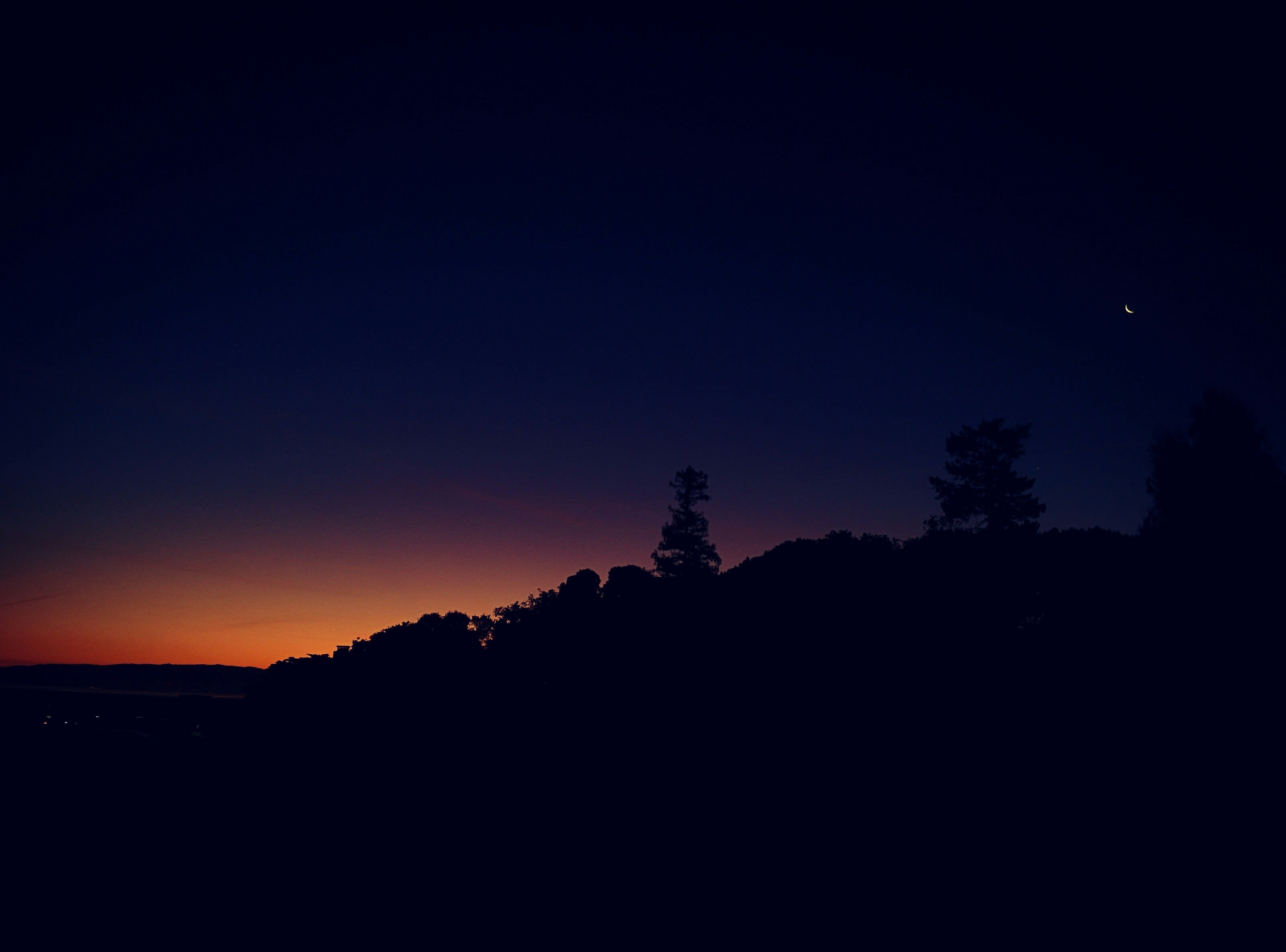 silhouette photography of trees