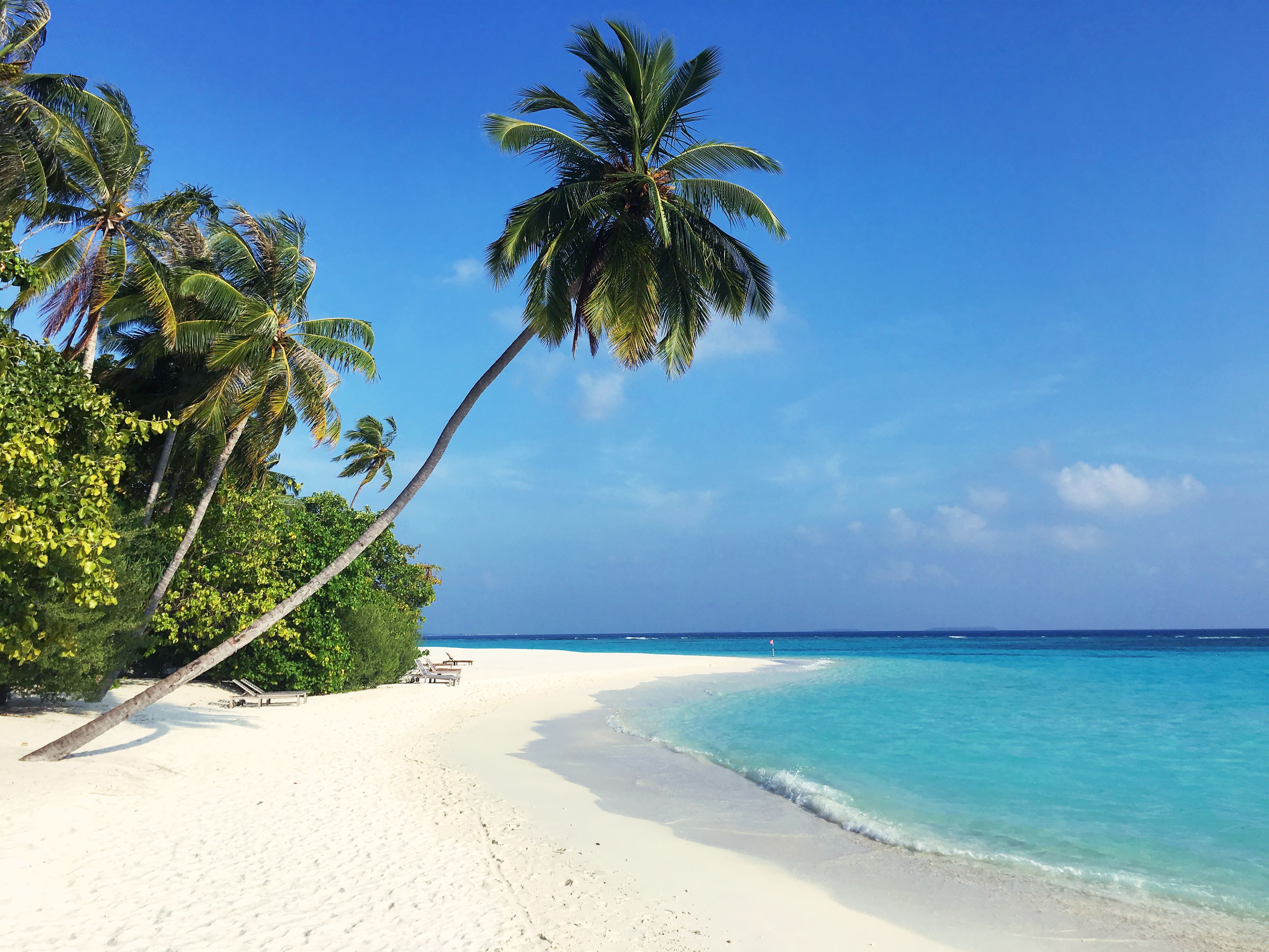 green palm tree on white sand beach during daytime