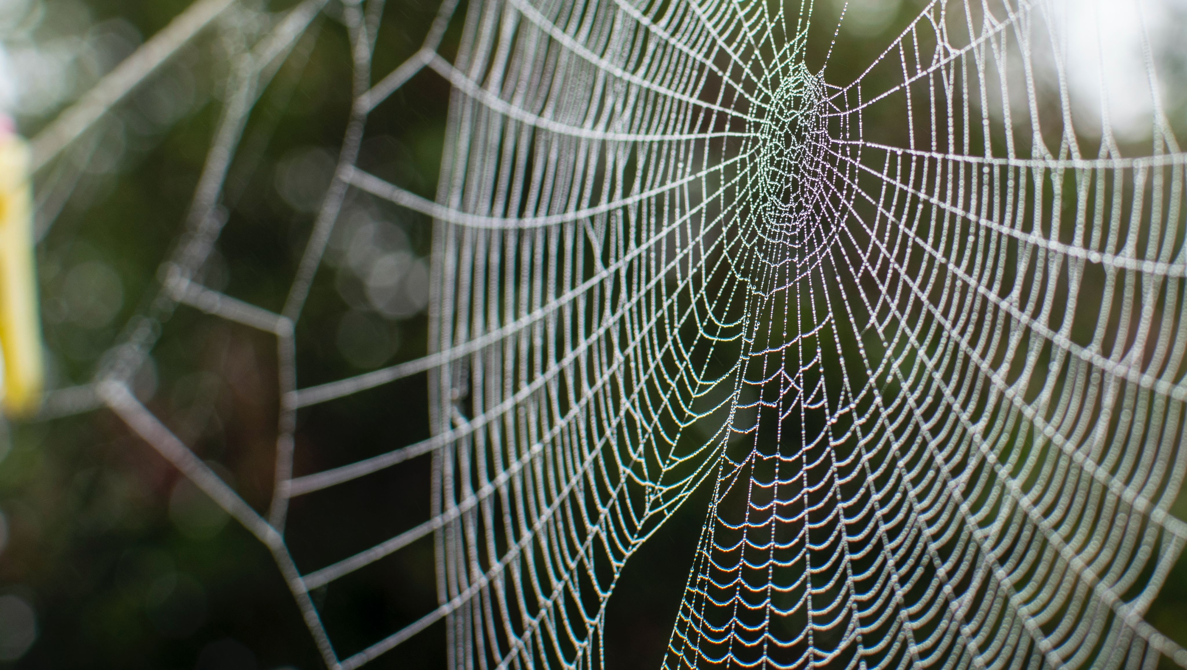 a close up of a spider web on a tree