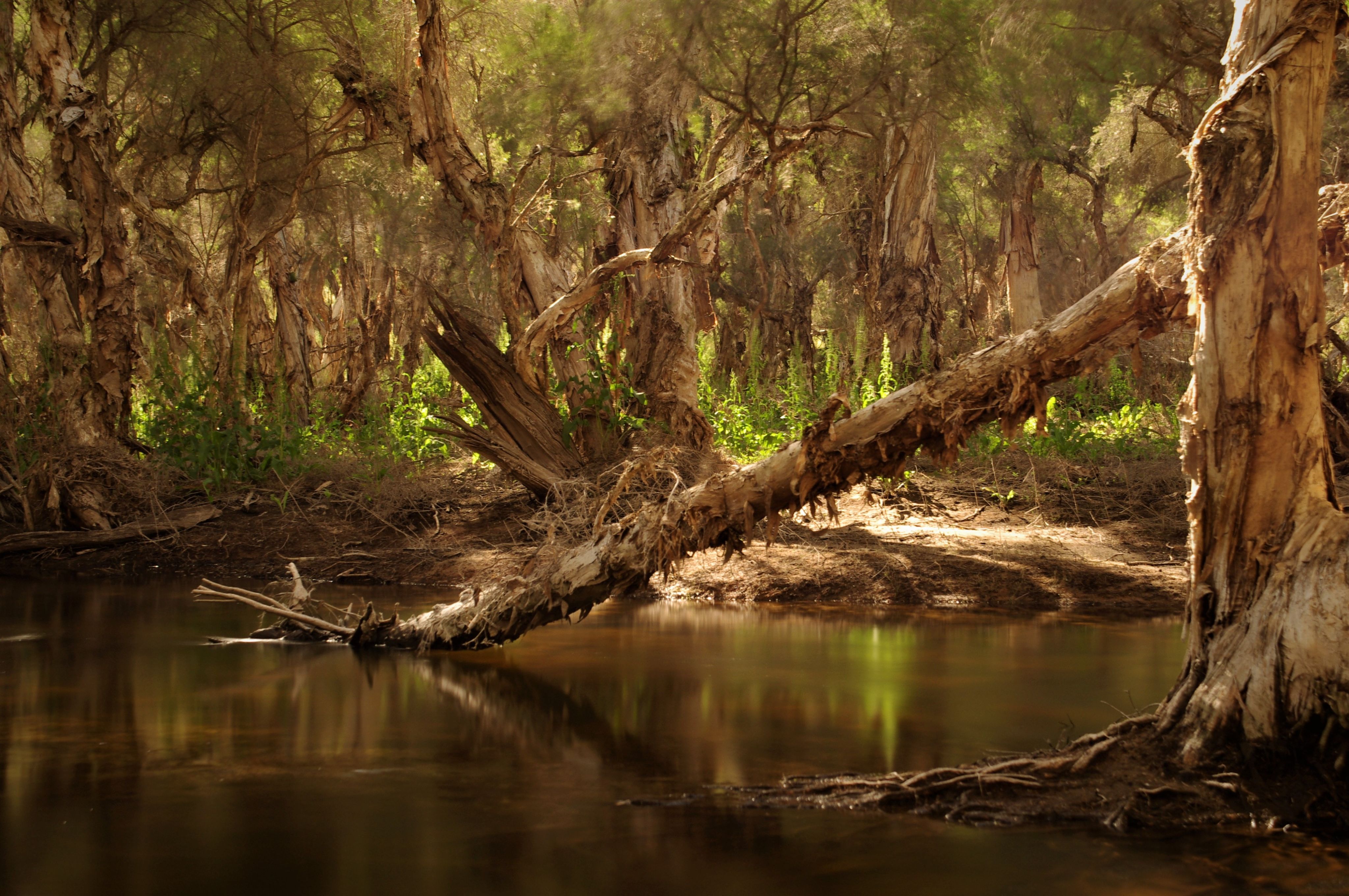 a river with trees and branches