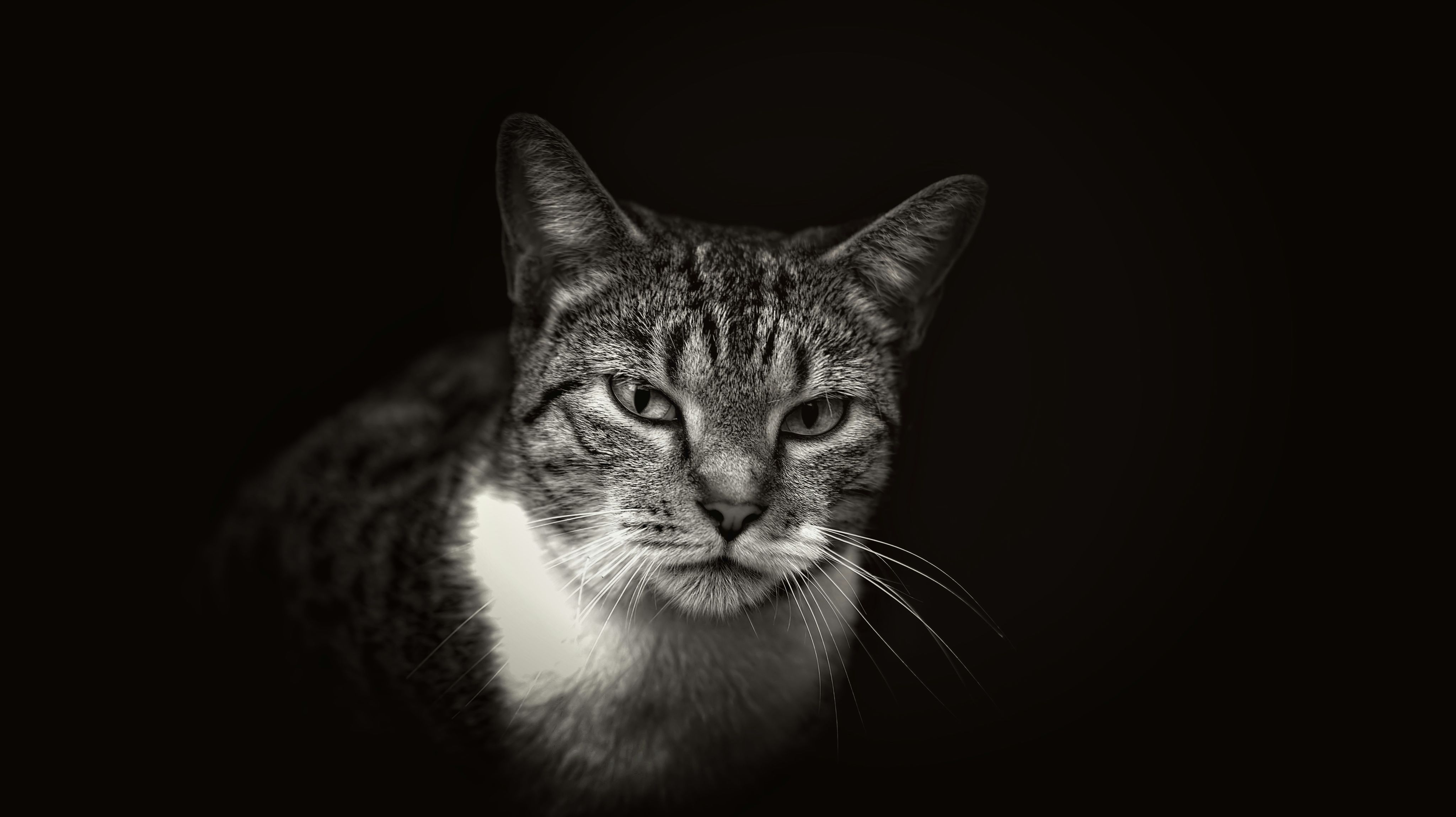 silver tabby cat