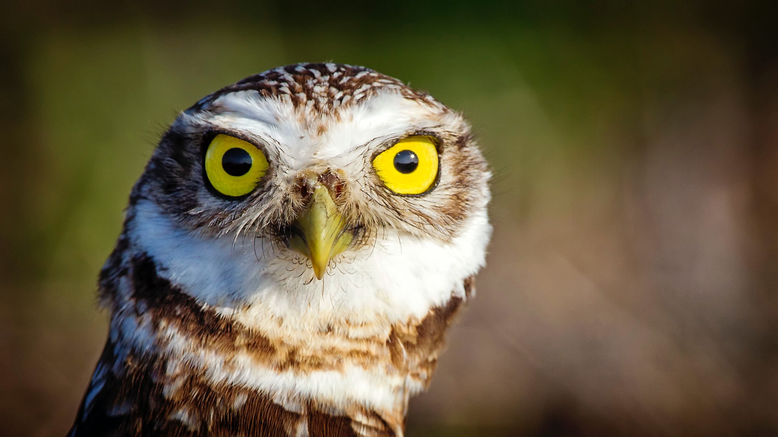 closeup photo of brown owl